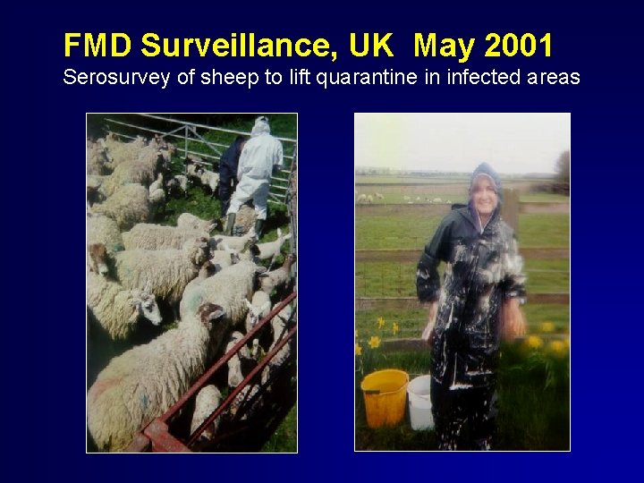 FMD Surveillance, UK May 2001 Serosurvey of sheep to lift quarantine in infected areas