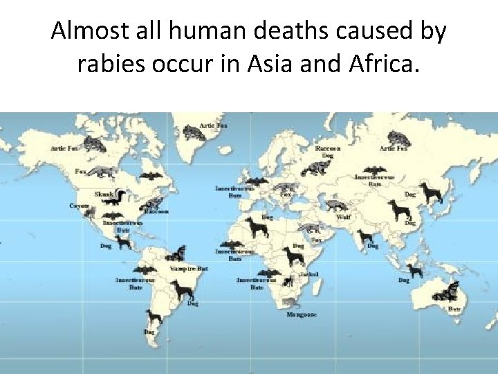 Almost all human deaths caused by rabies occur in Asia and Africa. 