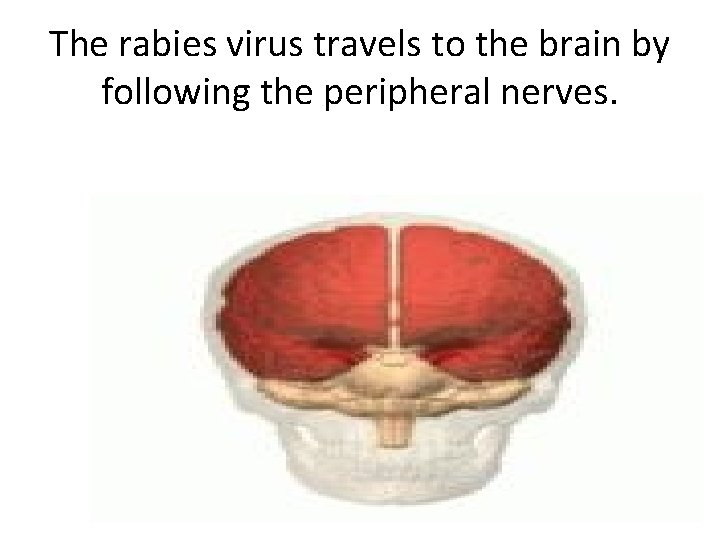 The rabies virus travels to the brain by following the peripheral nerves. 