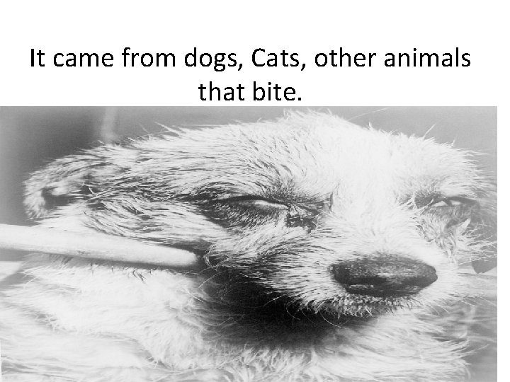 It came from dogs, Cats, other animals that bite. 