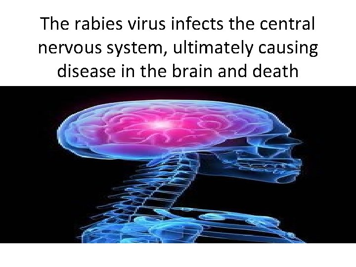 The rabies virus infects the central nervous system, ultimately causing disease in the brain