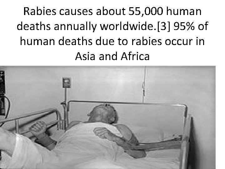 Rabies causes about 55, 000 human deaths annually worldwide. [3] 95% of human deaths