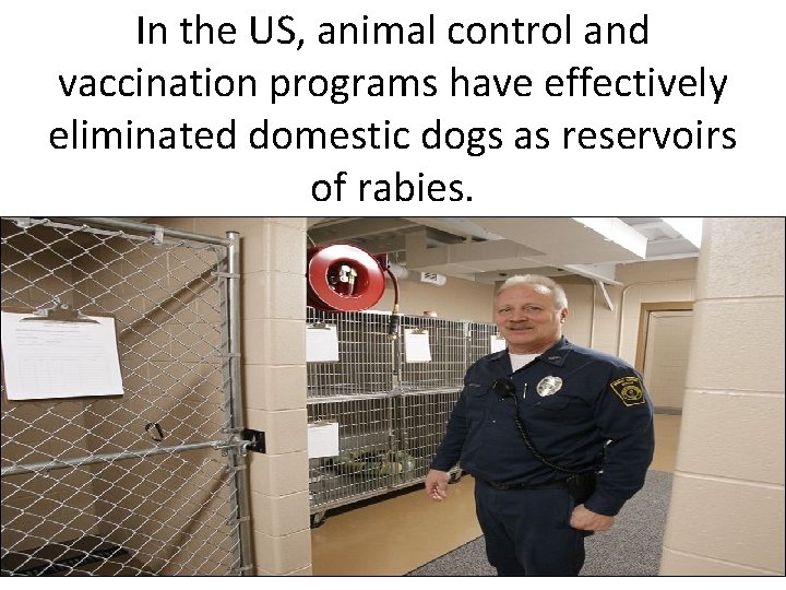In the US, animal control and vaccination programs have effectively eliminated domestic dogs as