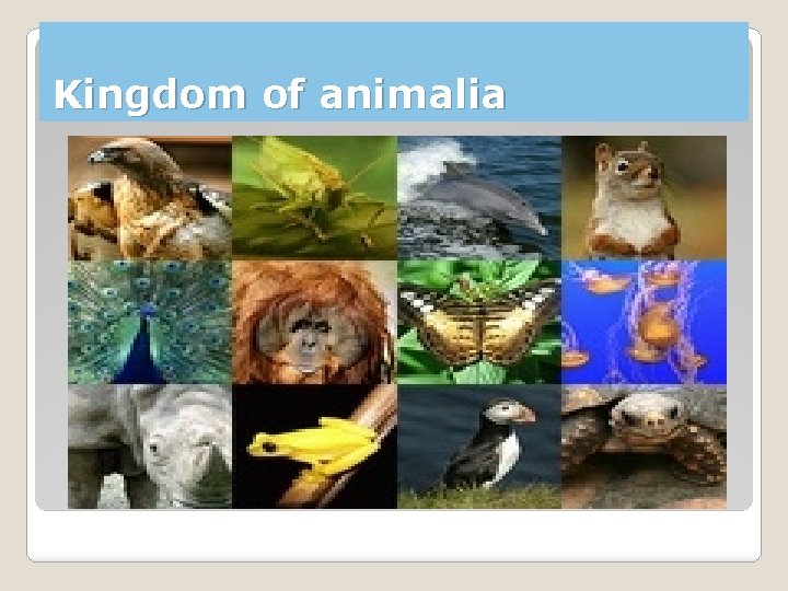 Kingdom of animalia Kingdom of animalia