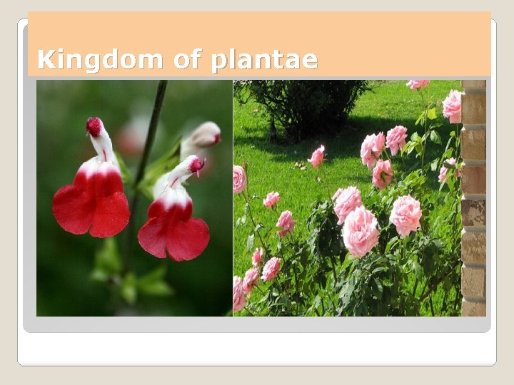 Kingdom of plantae Kingdom of plantae