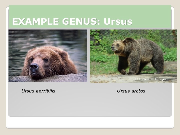 EXAMPLE GENUS: Ursus horribilis Ursus arctos EXAMPLE GENUS: Ursus horribilis Ursus arctos