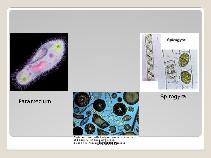 Spirogyra Paramecium Diatoms Spirogyra Paramecium Diatoms