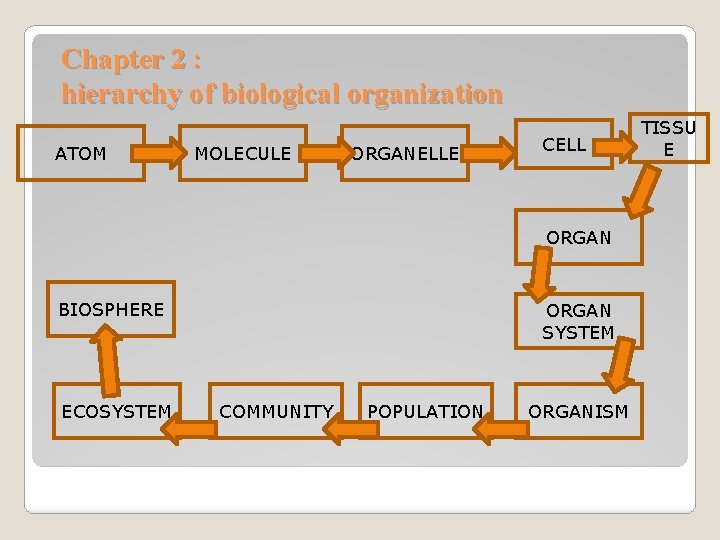 Chapter 2 : hierarchy of biological organization ATOM MOLECULE ORGANELLE CELL ORGAN BIOSPHERE ECOSYSTEM Chapter 2 : hierarchy of biological organization ATOM MOLECULE ORGANELLE CELL ORGAN BIOSPHERE ECOSYSTEM