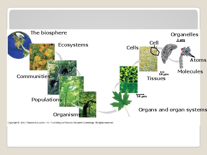 The biosphere Ecosystems Organelles Cells 1 µm Atoms 10 µm Communities Molecules Tissues Populations The biosphere Ecosystems Organelles Cells 1 µm Atoms 10 µm Communities Molecules Tissues Populations