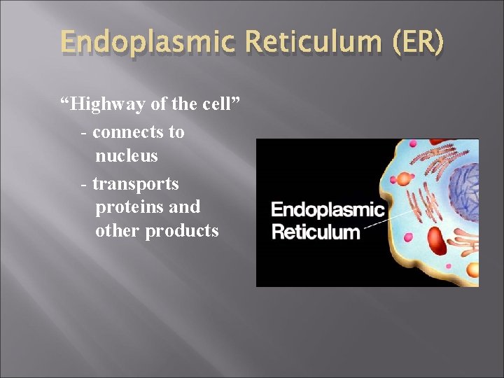 Endoplasmic Reticulum (ER) “Highway of the cell” - connects to nucleus - transports proteins