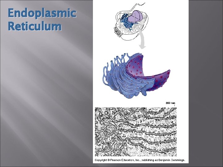 Endoplasmic Reticulum 