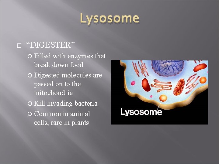 Lysosome “DIGESTER” Filled with enzymes that break down food Digested molecules are passed on