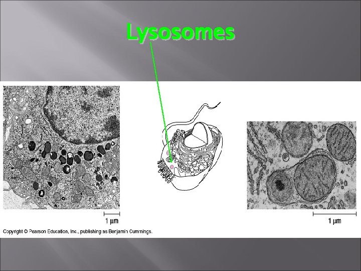 Lysosomes 