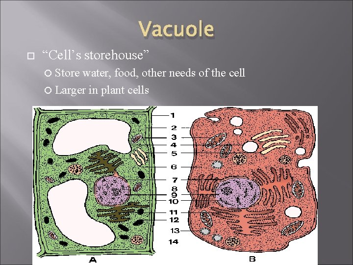 Vacuole “Cell’s storehouse” Store water, food, other needs of the cell Larger in plant