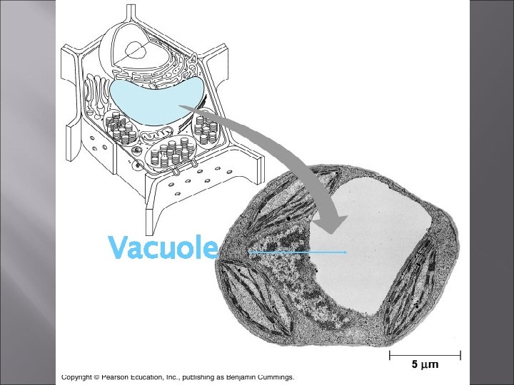 Vacuole 