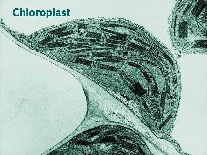 Chloroplast 