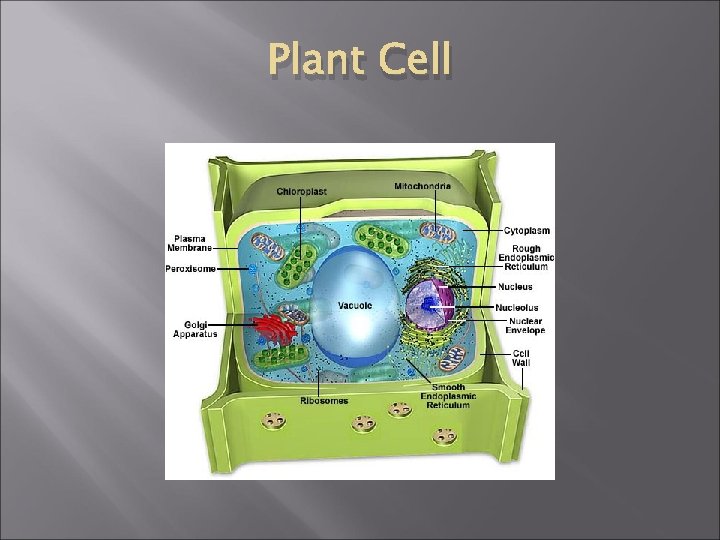 Plant Cell 