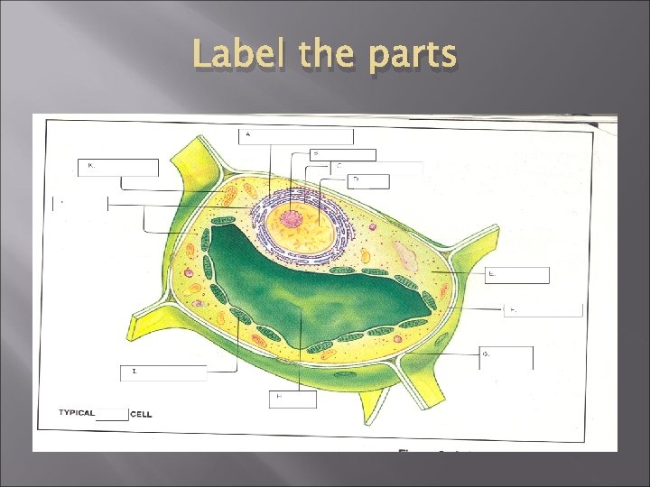 Label the parts 