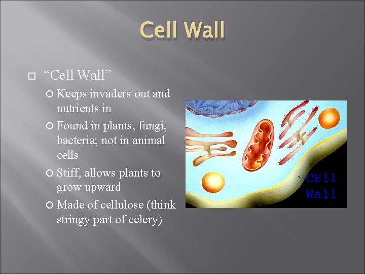 Cell Wall “Cell Wall” Keeps invaders out and nutrients in Found in plants, fungi,