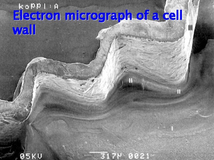Electron micrograph of a cell wall 