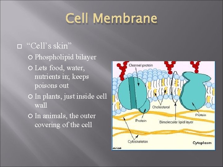 Cell Membrane “Cell’s skin” Phospholipid bilayer Lets food, water, nutrients in; keeps poisons out