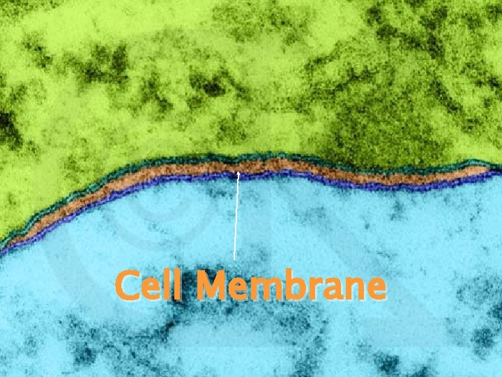 Cell Membrane 