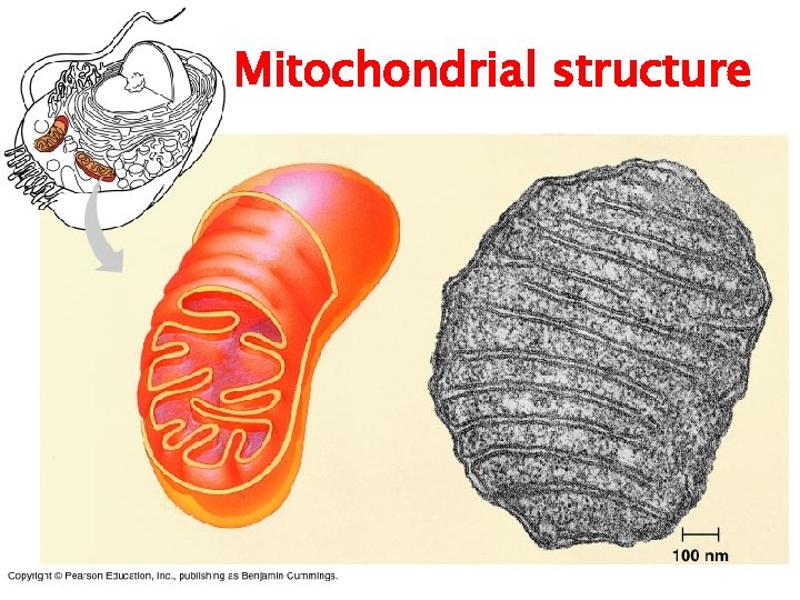 Mitochondrial structure 