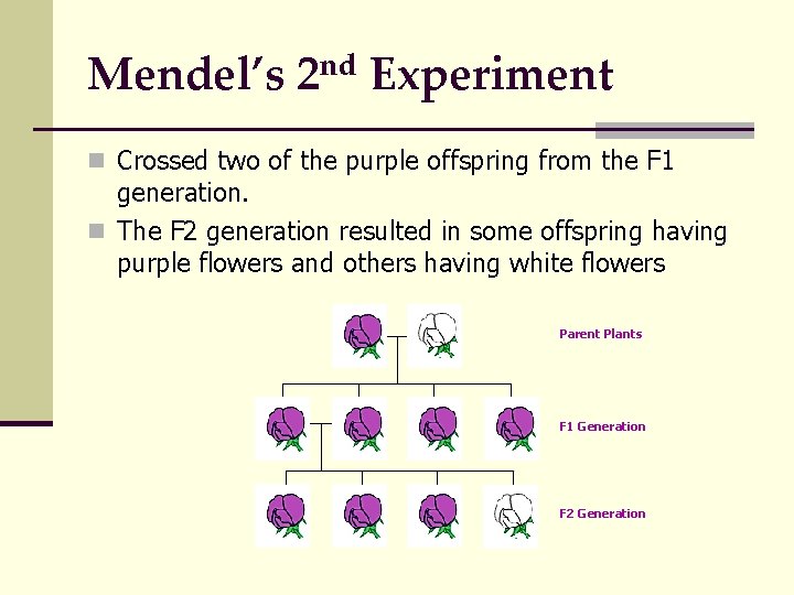 Mendel’s 2 nd Experiment n Crossed two of the purple offspring from the F
