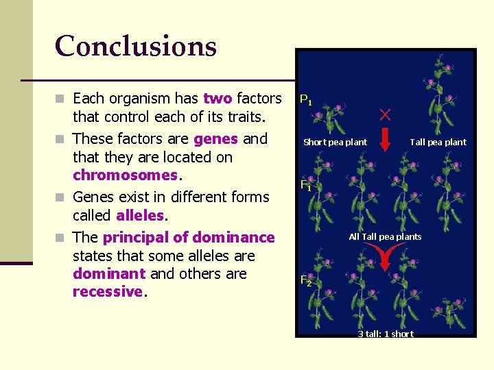 Conclusions n Each organism has two factors that control each of its traits. n