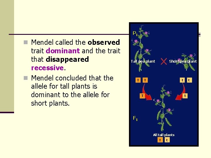 P 1 n Mendel called the observed trait dominant and the trait that disappeared