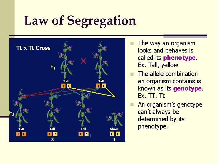 Law of Segregation n The way an organism Tt x Tt Cross F 1