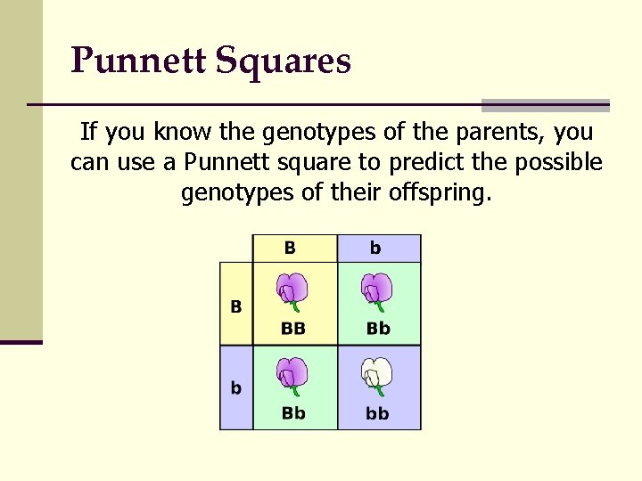 Punnett Squares If you know the genotypes of the parents, you can use a