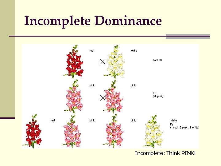 Incomplete Dominance Incomplete: Think PINK! 