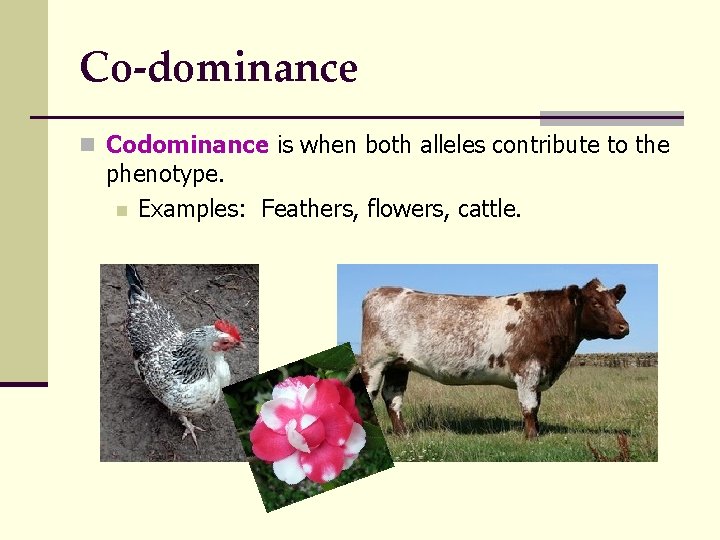 Co-dominance n Codominance is when both alleles contribute to the phenotype. n Examples: Feathers,