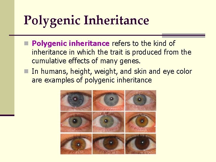 Polygenic Inheritance n Polygenic inheritance refers to the kind of inheritance in which the