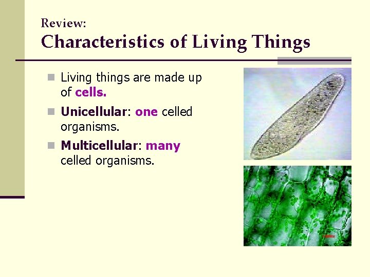 Review: Characteristics of Living Things n Living things are made up of cells. n