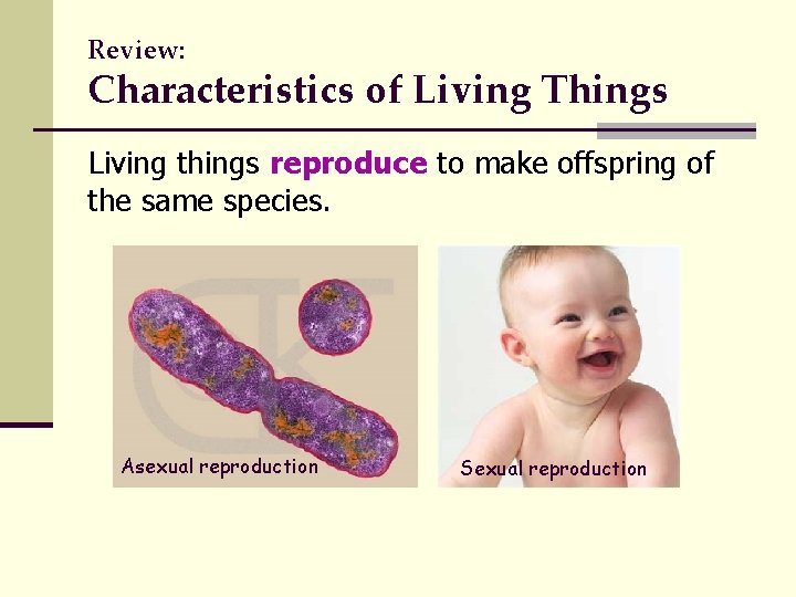 Review: Characteristics of Living Things Living things reproduce to make offspring of the same