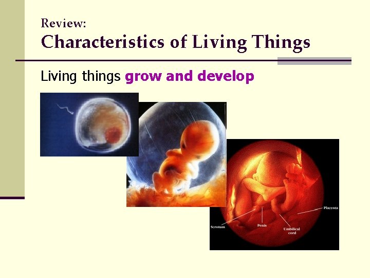 Review: Characteristics of Living Things Living things grow and develop 