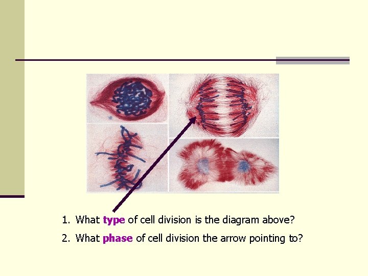 1. What type of cell division is the diagram above? 2. What phase of