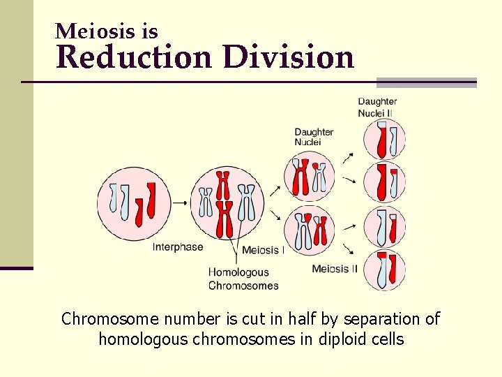 Meiosis is Reduction Division Chromosome number is cut in half by separation of homologous