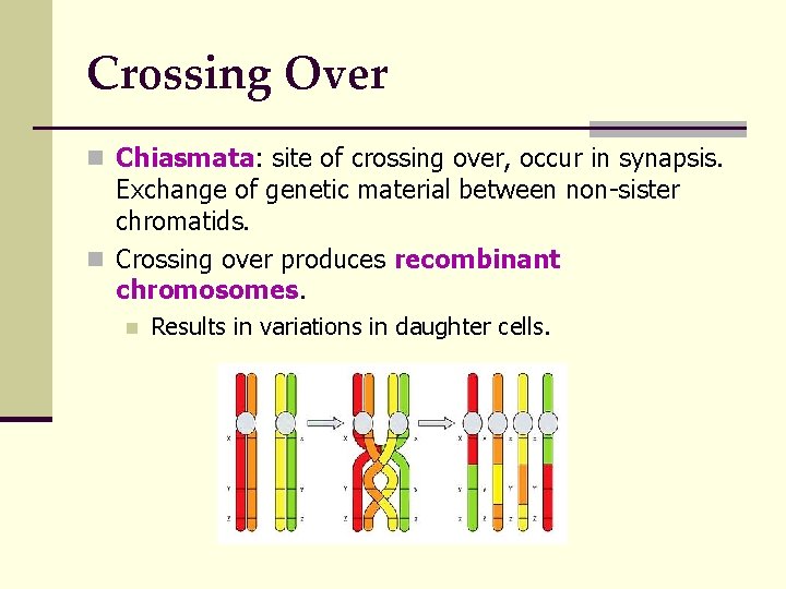 Crossing Over n Chiasmata: site of crossing over, occur in synapsis. Exchange of genetic