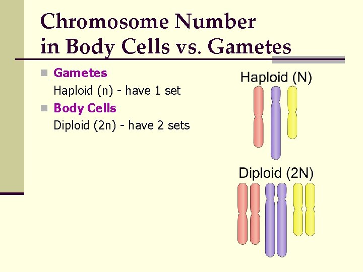 Chromosome Number in Body Cells vs. Gametes n Gametes Haploid (n) - have 1