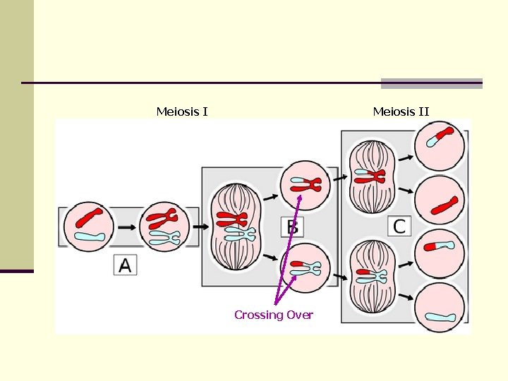 Meiosis II Crossing Over 