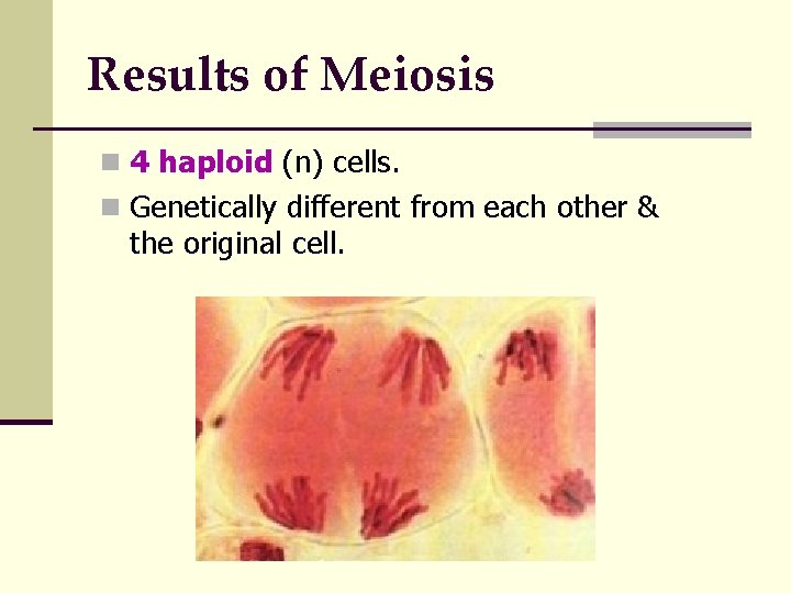 Results of Meiosis n 4 haploid (n) cells. n Genetically different from each other