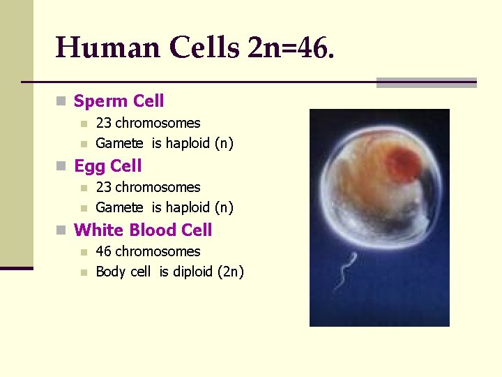 Human Cells 2 n=46. n Sperm Cell n n 23 chromosomes Gamete is haploid