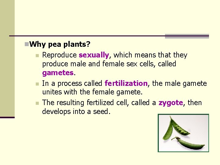 n. Why pea plants? n n n Reproduce sexually, which means that they produce