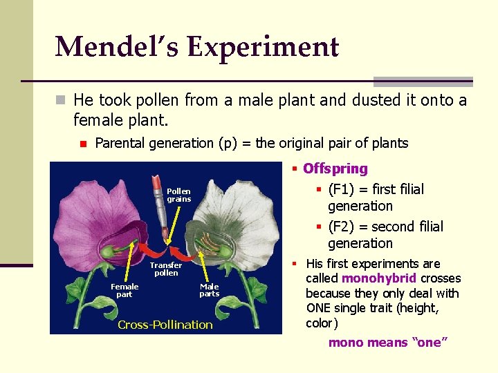 Mendel’s Experiment n He took pollen from a male plant and dusted it onto