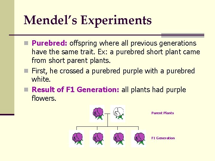 Mendel’s Experiments n Purebred: offspring where all previous generations have the same trait. Ex: