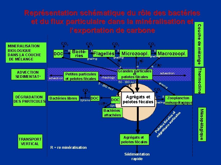 DOC R CO 2 Bactéries R CO 2 Flagellés CO 2 R R Microzoopl.