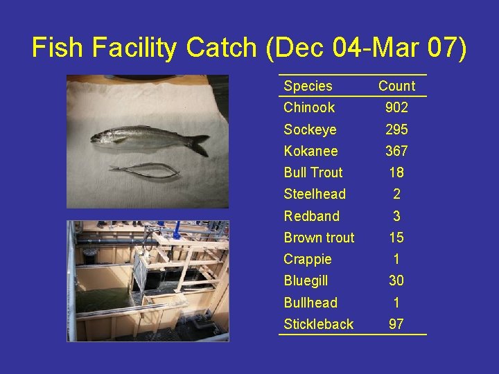 Fish Facility Catch (Dec 04 -Mar 07) Species Count Chinook 902 Sockeye 295 Kokanee